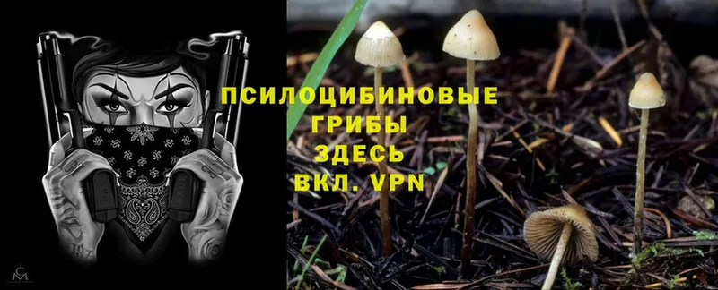 Псилоцибиновые грибы Psilocybe  Каменск-Шахтинский 